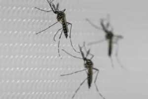 SUS suspende uso de vacina da dengue do Butantan após reações adversas