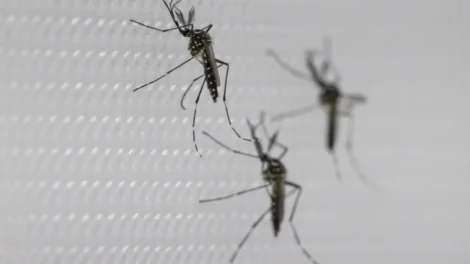 SUS suspende uso de vacina da dengue do Butantan após reações adversas