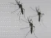 SUS suspende uso de vacina da dengue do Butantan após reações adversas