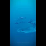 Tubarão branco é filmado no Mediterrâneo. São as 1.ª imagens subaquáticas