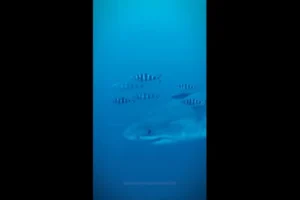 Tubarão branco é filmado no Mediterrâneo. São as 1.ª imagens subaquáticas
