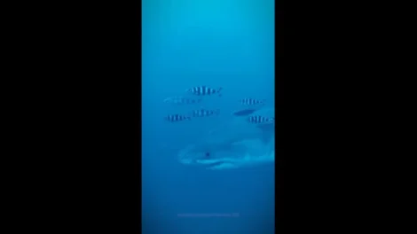 Tubarão branco é filmado no Mediterrâneo. São as 1.ª imagens subaquáticas