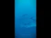 Tubarão branco é filmado no Mediterrâneo. São as 1.ª imagens subaquáticas
