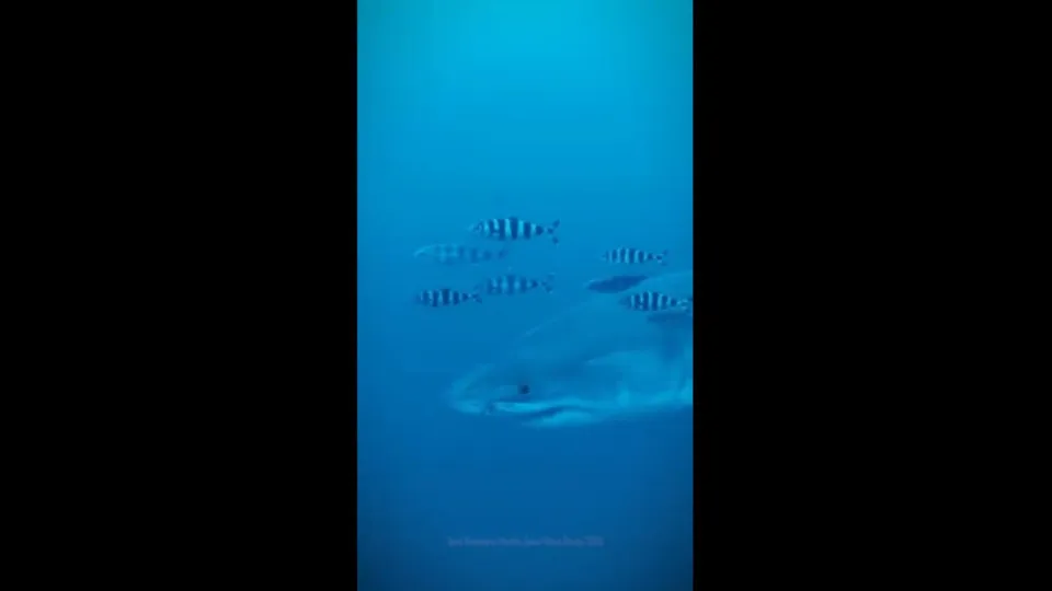Tubarão branco é filmado no Mediterrâneo. São as 1.ª imagens subaquáticas