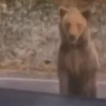 Turista tenta alimentar urso na Romênia e é atacado: "Um erro"