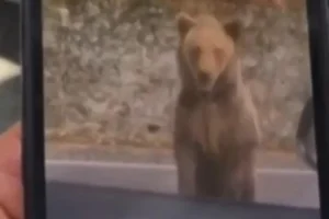 Turista tenta alimentar urso na Romênia e é atacado: "Um erro"
