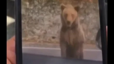 Turista tenta alimentar urso na Romênia e é atacado: "Um erro"