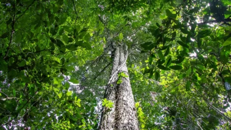 Amazônia tem menor área sob alerta de desmatamento em 10 anos