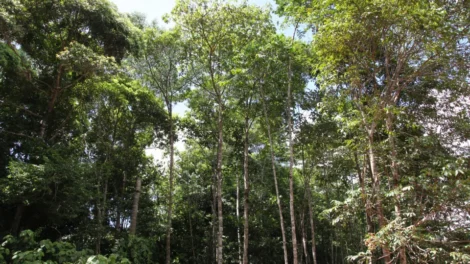 Amazônia tem menor índice de desmatamento para o 1º semestre em uma década
