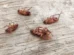 Baratas em casa? Repelente caseiro leva só 4 ingredientes