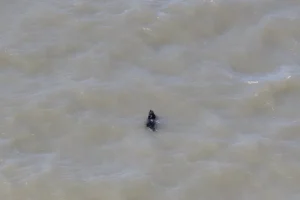 Cão desaparecido há semanas é resgatado enquanto nadava nos EUA; veja