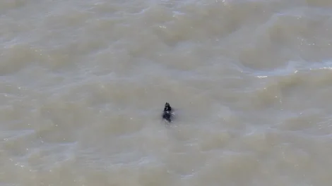 Cão desaparecido há semanas é resgatado enquanto nadava nos EUA; veja