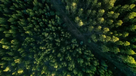Como é o projeto, aprovado no Congresso, que reduz em 37% proteção de floresta na Amazônia