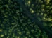 Como é o projeto, aprovado no Congresso, que reduz em 37% proteção de floresta na Amazônia