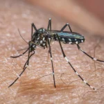 El Niño pode aumentar casos de chikungunya e dengue no Brasil