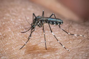 El Niño pode aumentar casos de chikungunya e dengue no Brasil