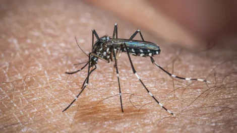El Niño pode aumentar casos de chikungunya e dengue no Brasil