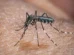 El Niño pode aumentar casos de chikungunya e dengue no Brasil