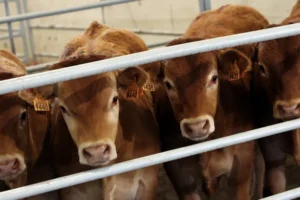 Empresários admitem risco do Brasil deixar de exportar carne para a UE
