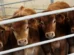 Empresários admitem risco do Brasil deixar de exportar carne para a UE