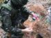 Exército Brasileiro e Polícia Ambiental explodem 'bunker' em Icaraíma; VÍDEO
