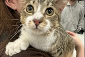 Gato com 28 dedos entra para o Guinness aos 10 meses; veja que fofura