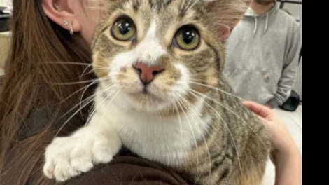 Gato com 28 dedos entra para o Guinness aos 10 meses; veja que fofura