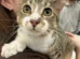 Gato com 28 dedos entra para o Guinness aos 10 meses; veja que fofura