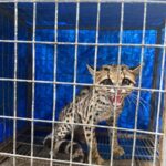Gato-maracajá ameaçado de extinção é resgatado em condomínio de Maringá