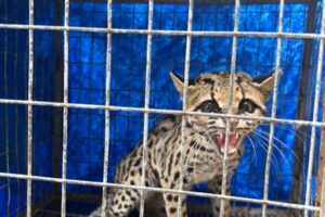 Gato-maracajá ameaçado de extinção é resgatado em condomínio de Maringá