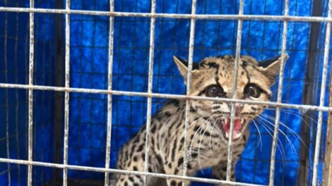 Gato-maracajá ameaçado de extinção é resgatado em condomínio de Maringá