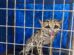 Gato-maracajá ameaçado de extinção é resgatado em condomínio de Maringá