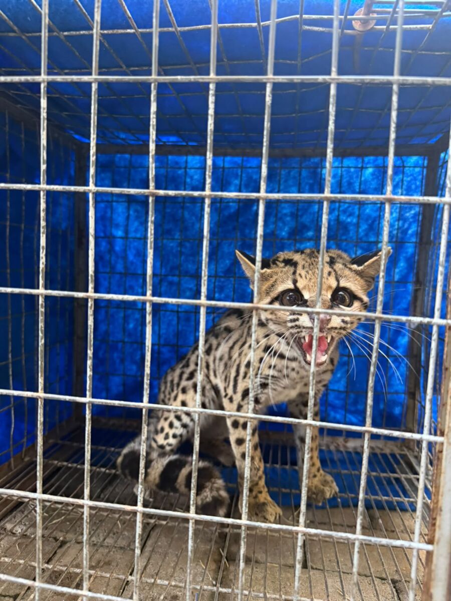 Gato-maracajá ameaçado de extinção é resgatado em condomínio de Maringá
