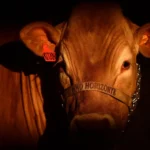 Governo atribui a empresas veto da UE à carne brasileira