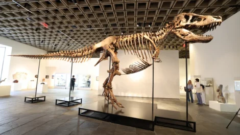 Gus, um dos maiores T-Rex, foi vendido por valor recorde: 255 milhões