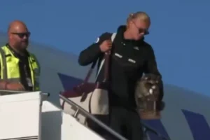 Haaland volta para casa com um guaxinim debaixo do braço; veja