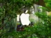 Imprevisto pode adiar chegada às lojas do primeiro iPhone dobrável