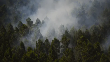 Incêndio na Espanha queima 13 mil hectares e expulsa centenas de casa