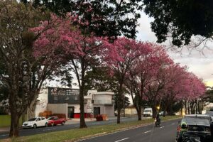 Ipês rosas transformam a paisagem da Cidade Verde