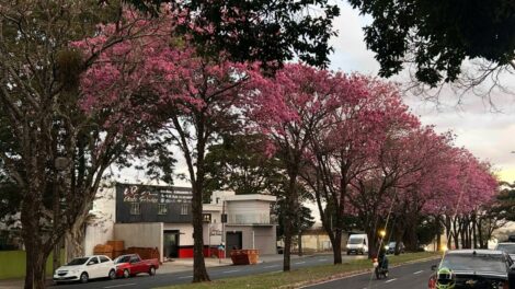 Ipês rosas transformam a paisagem da Cidade Verde