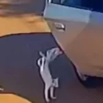 Mãe e filha são presas após gato ser jogado de carro e morrer atropelado