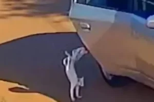 Mãe e filha são presas após gato ser jogado de carro e morrer atropelado