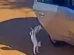 Mãe e filha são presas após gato ser jogado de carro e morrer atropelado