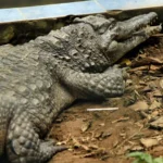 Menino atacado por crocodilo já passou por 5 cirurgias e precisa de mais