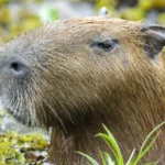 Morre capivara resgatada após ser ferida com flecha na zona sul de SP