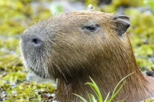 Morre capivara resgatada após ser ferida com flecha na zona sul de SP