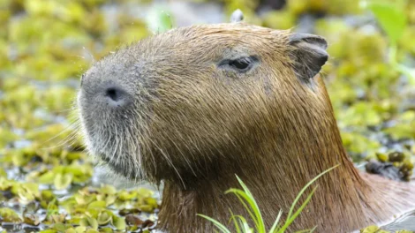 Morre capivara resgatada após ser ferida com flecha na zona sul de SP