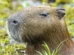 Morre capivara resgatada após ser ferida com flecha na zona sul de SP
