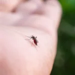 Mosquitos picam mais algumas pessoas? Veja o que pode atrair insetos