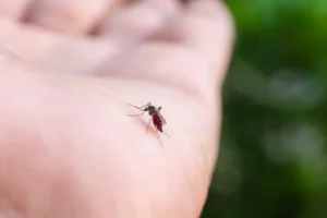 Mosquitos picam mais algumas pessoas? Veja o que pode atrair insetos